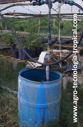 El tambor se disuelve el abono con el agua y se aplica al semillero ya diluido